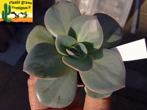 Echeveria Dans le Vent