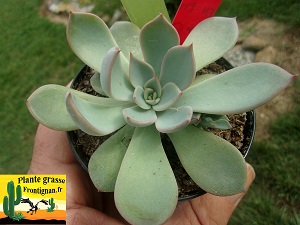 Echeveria Diable Bleu