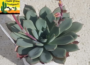 Echeveria Drina