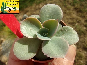 Echeveria Drioma