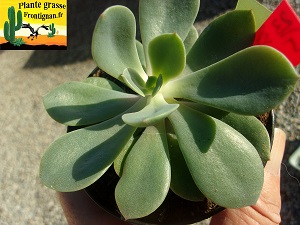 Echeveria Dulcinee