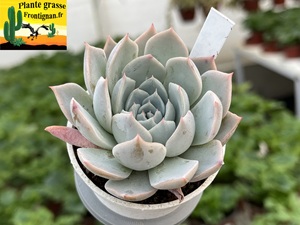 Echeveria Dusica