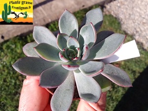 Echeveria Eternite