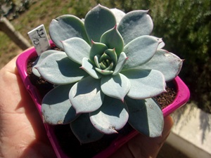 Echeveria Fleur Bleue