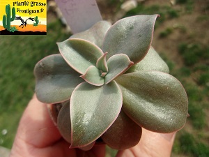 Echeveria Floralia