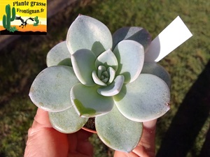 Echeveria Gospel