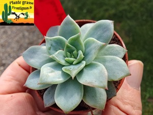 Echeveria Helyae