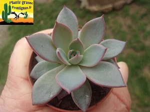 Echeveria Jours Meilleurs