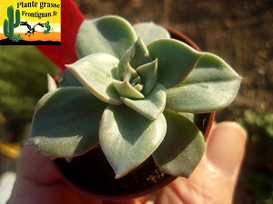 Echeveria Kachina