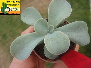 Echeveria Lamina