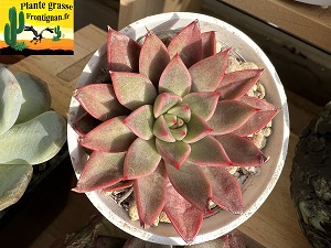 Echeveria Lazar