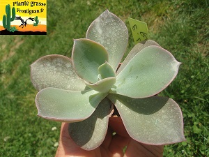 Echeveria Levres Rouges