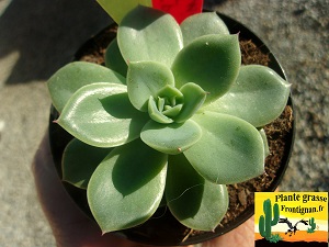 Echeveria Livie