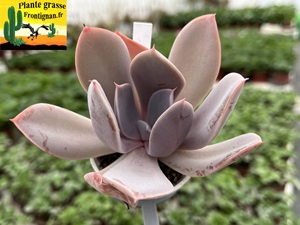 Echeveria Lucija