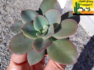 Echeveria Luxure