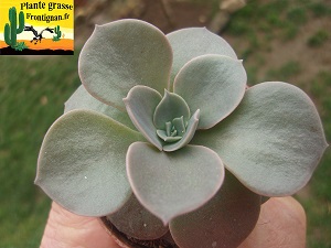 Echeveria Maia