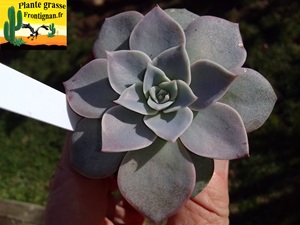 Echeveria Novalita