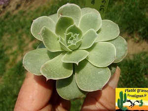 Echeveria Oeil de Lumiere