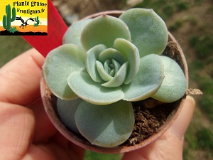 Echeveria Ondine