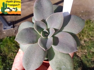 Echeveria Pleine Lune