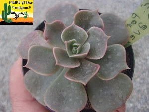 Echeveria Porteuse de Reves