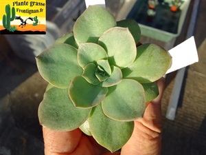 Echeveria Robe Verte