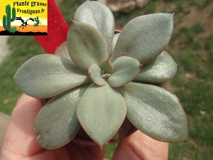 Echeveria Scylla