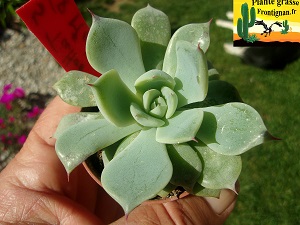 Echeveria Selene