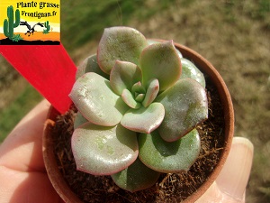 Echeveria Sombrero