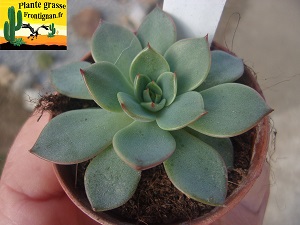 Echeveria Sorgina