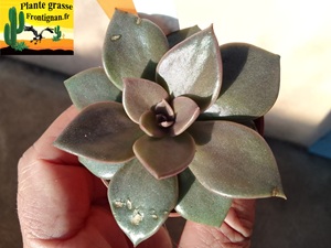 Echeveria Sorscha