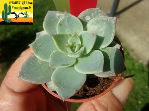 Echeveria Tragedie