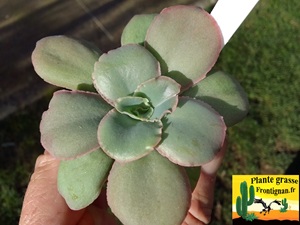 Echeveria Val des Fees