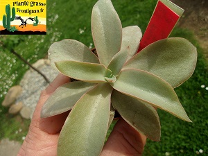 Echeveria Vamp