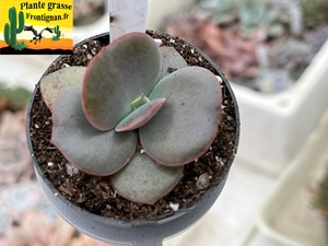 Echeveria Vaske