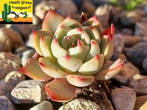 Echeveria Villa des Reves