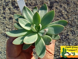 Echeveria Virus