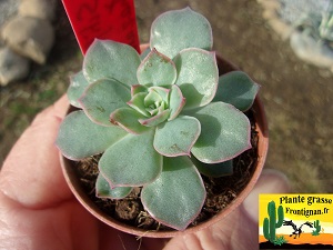 Echeveria Xana