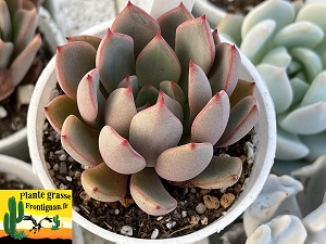 Echeveria Zlatar