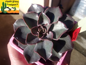 Echeveria sp x bifida (Xichu)