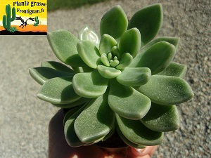 Graptosedum Nglig