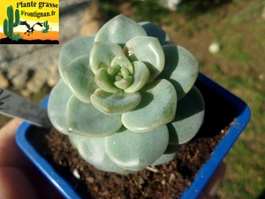 Graptoveria Karly