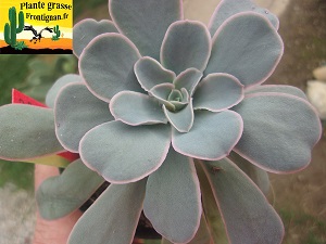 Graptoveria Apparence