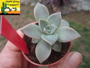 Graptoveria Bombon