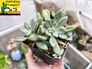 Graptoveria Chroniques de Mai