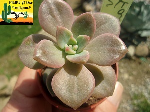 Graptoveria Faro