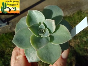 Graptoveria Malvina
