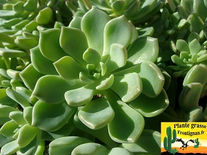 Graptoveria Menthol