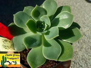 Graptoveria Sauvageonne