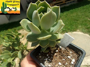 Graptoveria Vieille Ecole